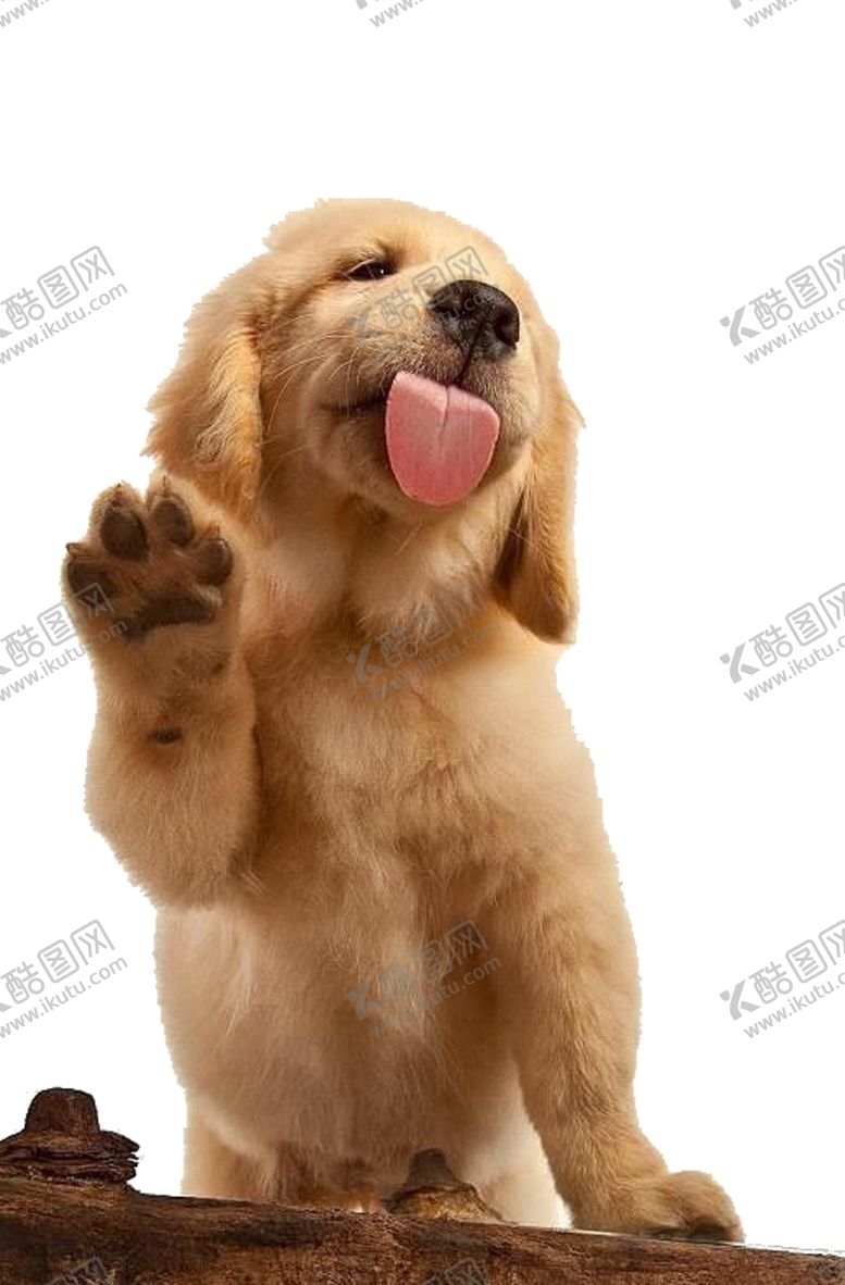编号：27320812261419482043【酷图网】源文件下载-免扣宠物