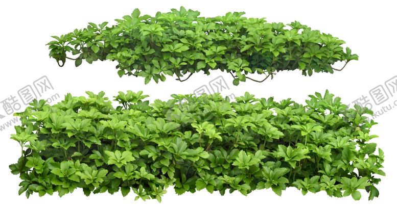 编号：18809409270656476247【酷图网】源文件下载-免扣植物素材图片