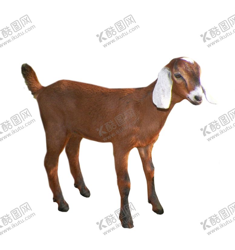 编号：14654009220620103928【酷图网】源文件下载-动物图谱