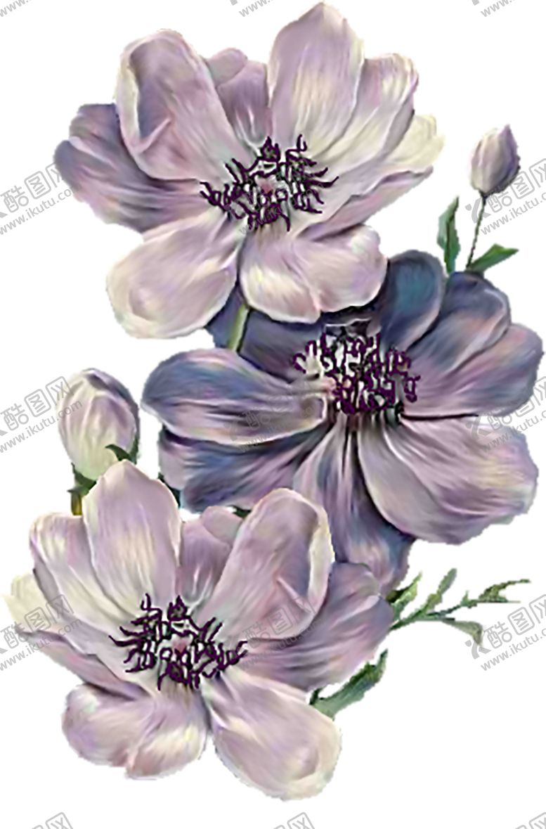 编号：56371906152037235711【酷图网】源文件下载-鲜花素材