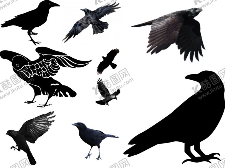 编号：13968409270929088601【酷图网】源文件下载-乌鸦png免扣高清素材