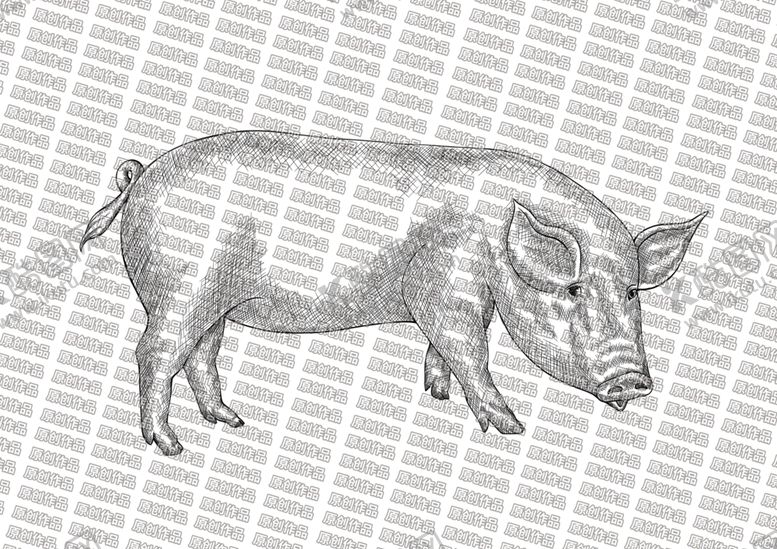 编号：48844505110522465271【酷图网】源文件下载-素描猪