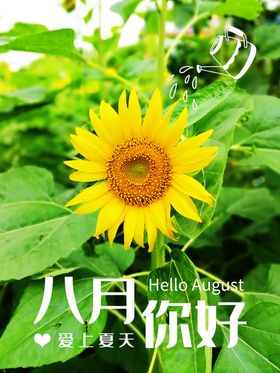 八月你好