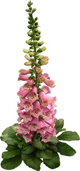 免扣花卉素材