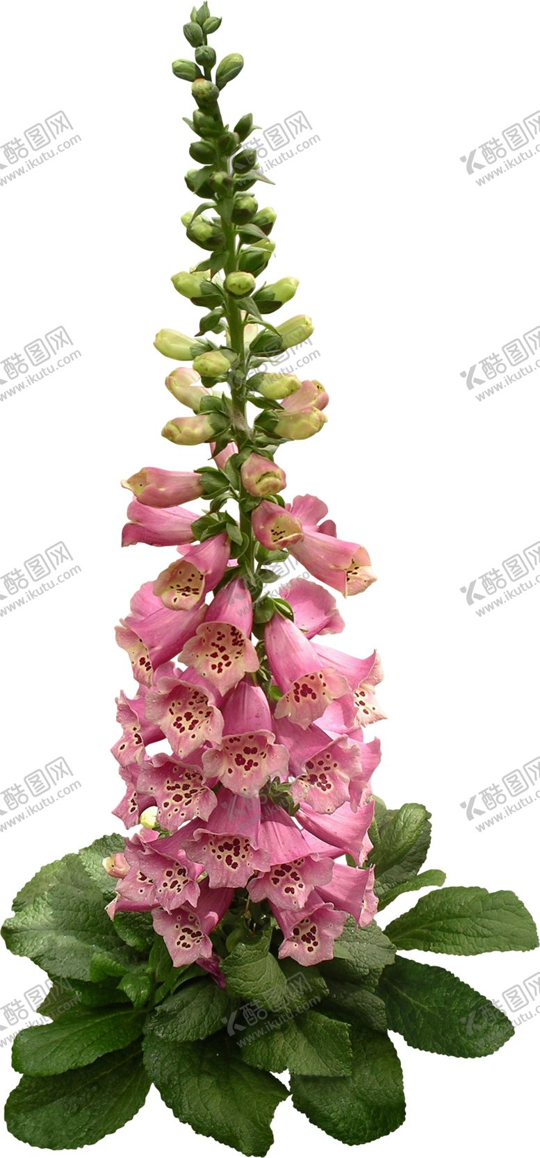 编号：15932309280747063497【酷图网】源文件下载-免扣花卉素材