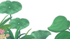 荷叶素材