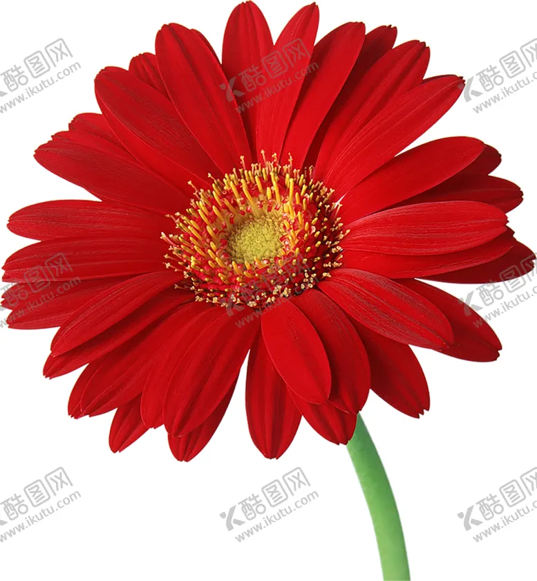 编号：43580606271354367216【酷图网】源文件下载-鲜花素材