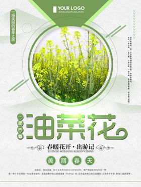 油菜花