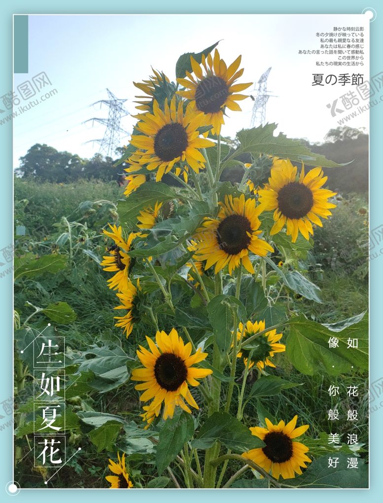 编号：88474003300533582202【酷图网】源文件下载-向日葵