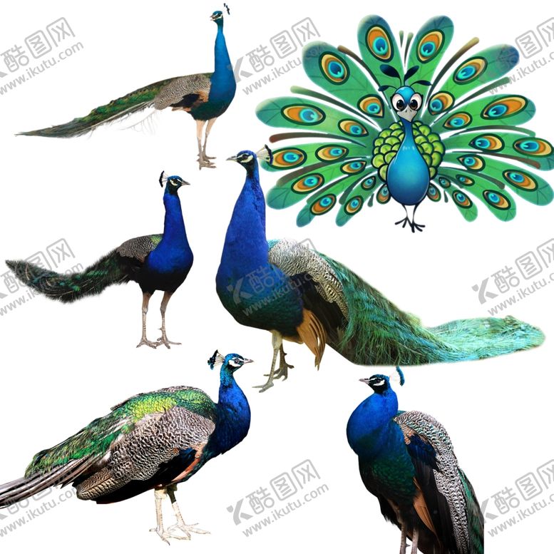 编号：41570706291354358976【酷图网】源文件下载-孔雀png免扣高清素材