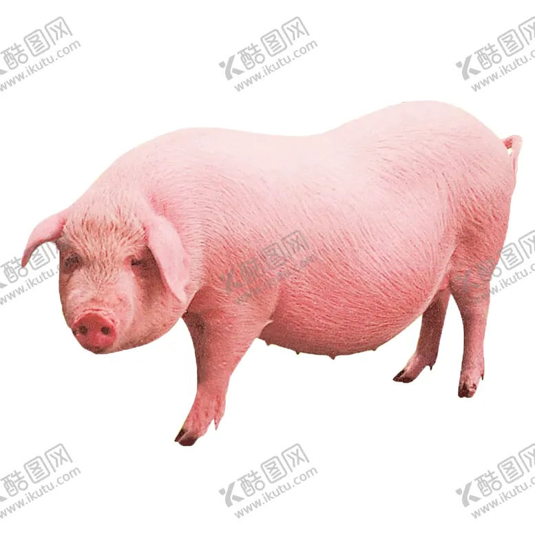 编号：64543702250217185128【酷图网】源文件下载-猪图片