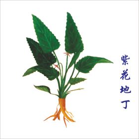 草本植物药材