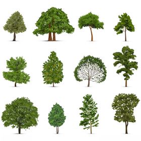 多样卡通树木图标集合