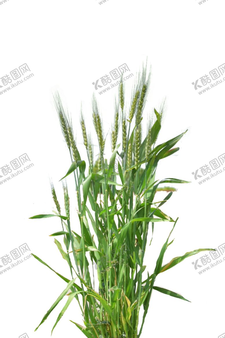 编号：52676407132018415492【酷图网】源文件下载-小麦野草绿植
