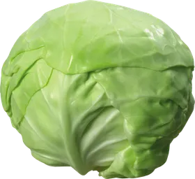 莲花白