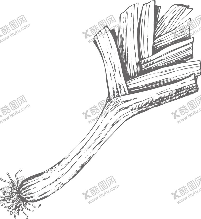 编号：68838509162107572162【酷图网】源文件下载-大葱