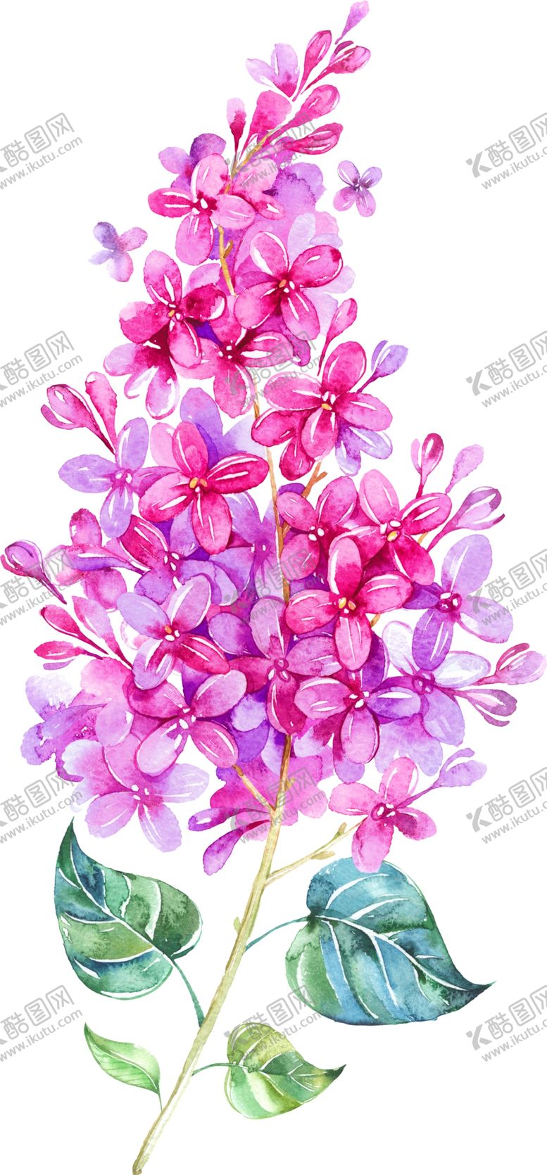 编号：99720405161526302109【酷图网】源文件下载-手绘薰衣草