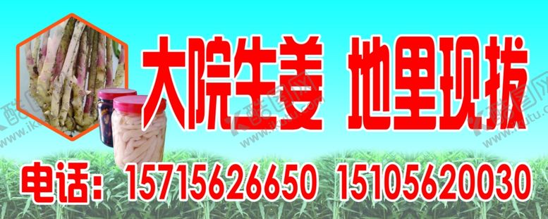 编号：91138810271342181286【酷图网】源文件下载-生姜
