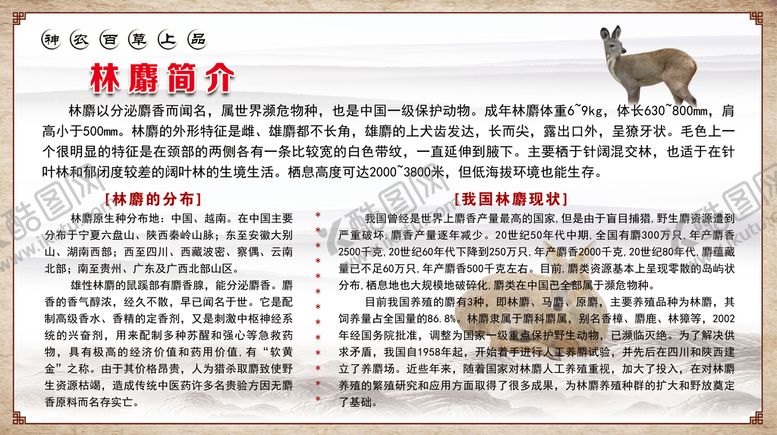 编号：46250809221051382401【酷图网】源文件下载-林麝简介