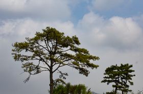 松树