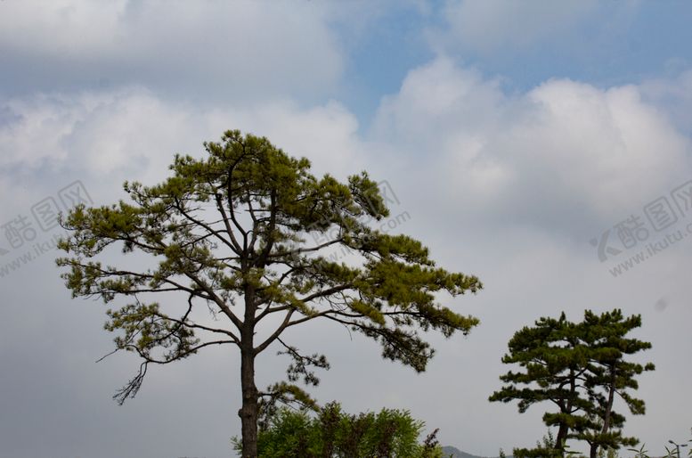 编号：14787809140050164707【酷图网】源文件下载-松树