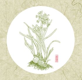 水仙花白描图