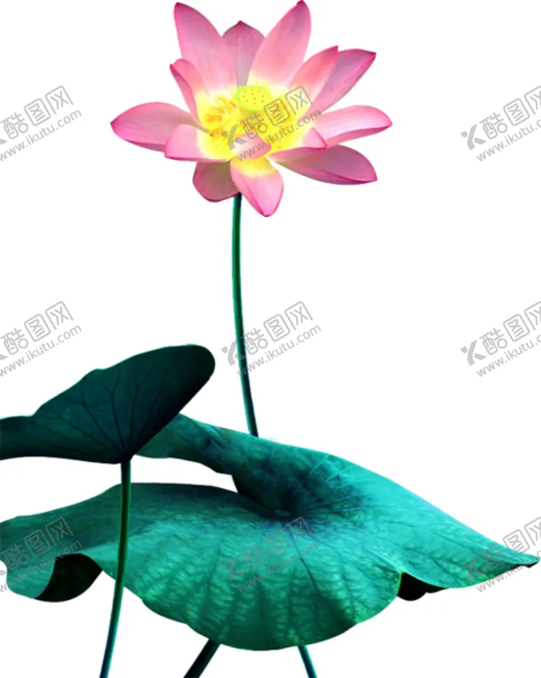 编号：92247203131212443524【酷图网】源文件下载-荷花荷叶