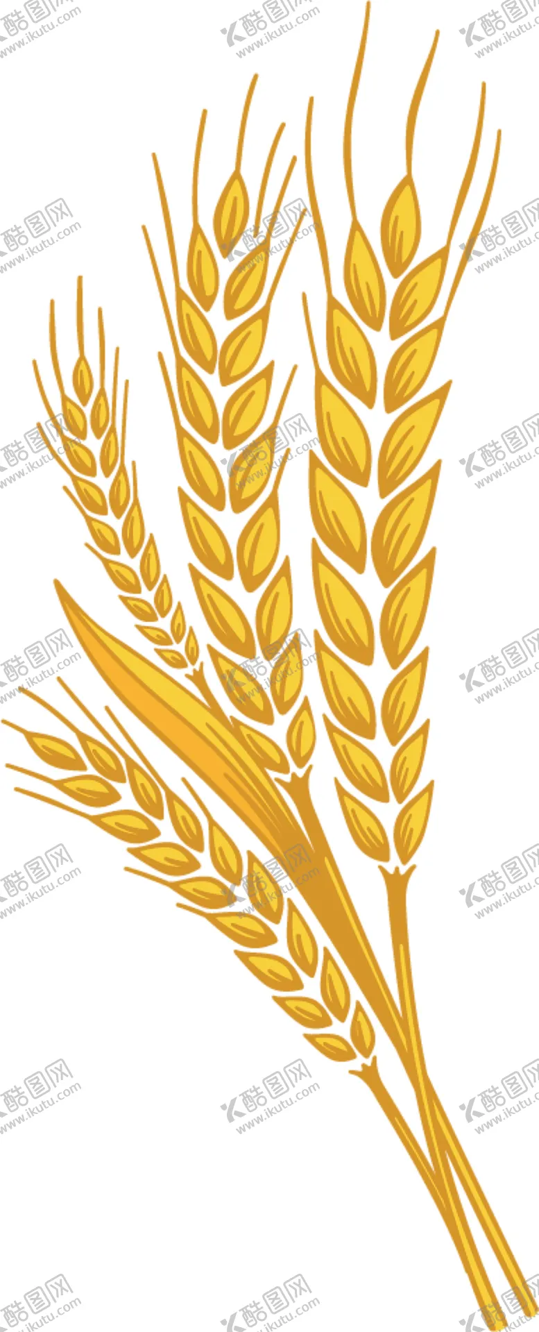 编号：26817507122238085330【酷图网】源文件下载-透明小麦png素材