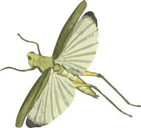 蚂蚱昆虫插画