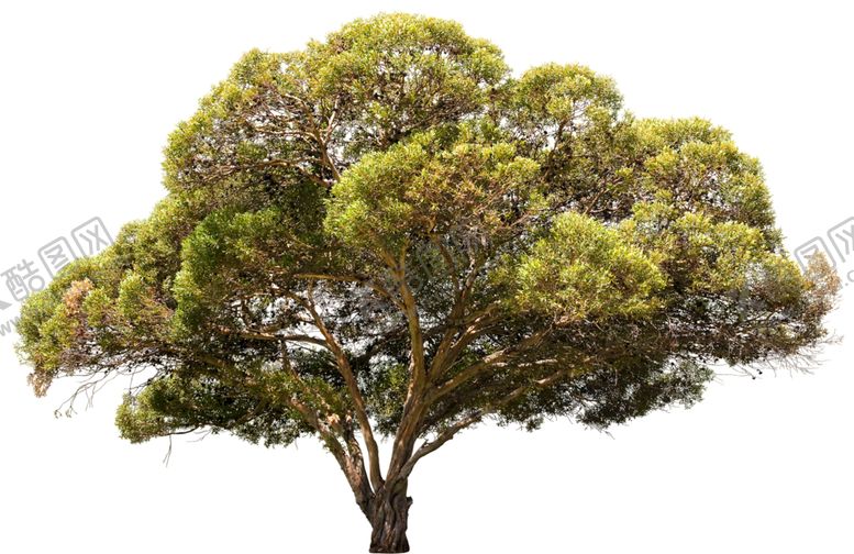 编号：54836109241227562973【酷图网】源文件下载-免扣树木素材