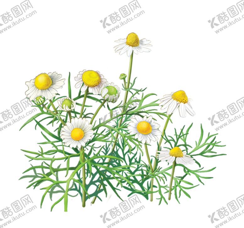 编号：24768805111452203911【酷图网】源文件下载-洋甘菊免扣png图片
