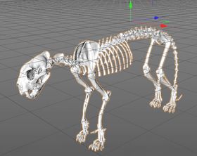 C4D模型骨头