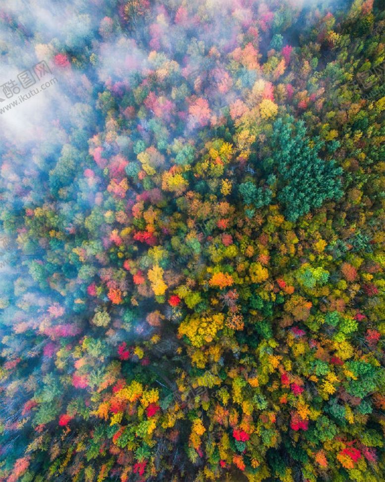 编号：62247209240440148736【酷图网】源文件下载-森林