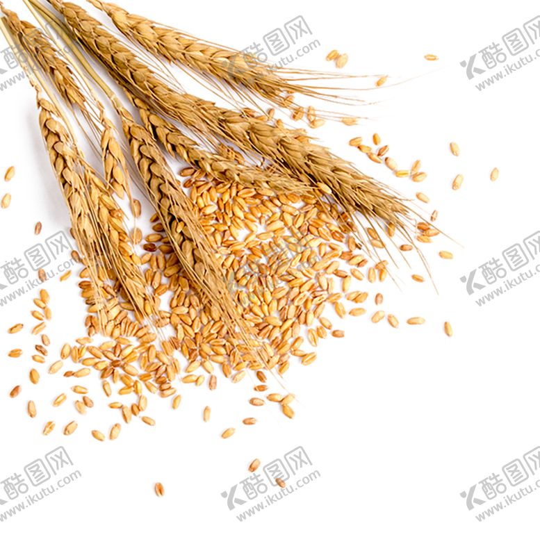 编号：70324903251254025982【酷图网】源文件下载-粮食