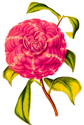 花素材百合康乃馨勿忘我红玫瑰