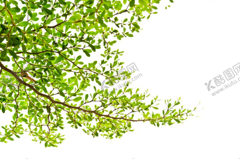 编号：67733909181823449214【酷图网】源文件下载-花边素材