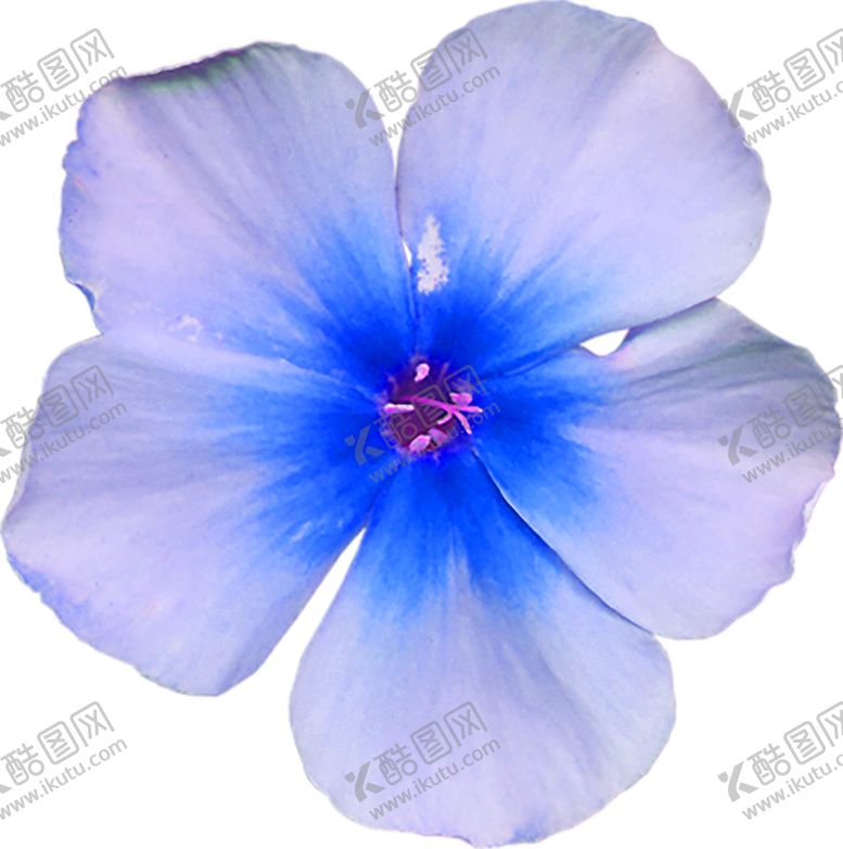 编号：20605209220203425154【酷图网】源文件下载-鲜花装饰