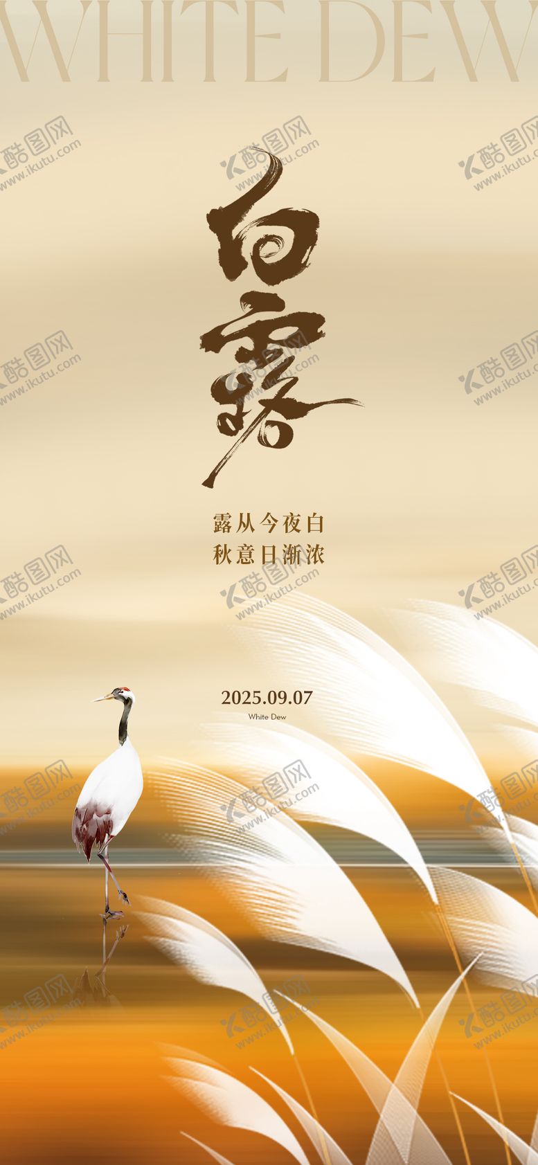 编号：86140709021448153518【酷图网】源文件下载-白露节气芦苇白鹤微单