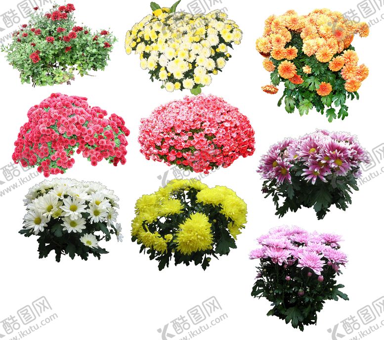 编号：50397209160930534732【酷图网】源文件下载-草丛 灌木 花 地被图片