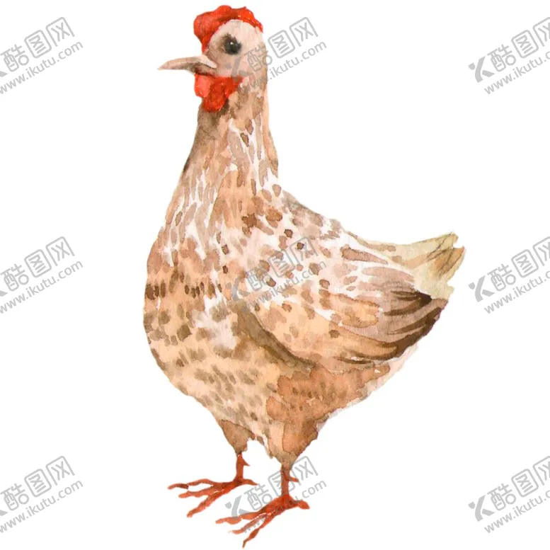 编号：65393812040003083573【酷图网】源文件下载-森系 水彩 手绘 农场 鸡