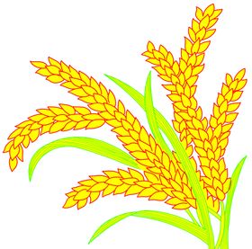 麦穗