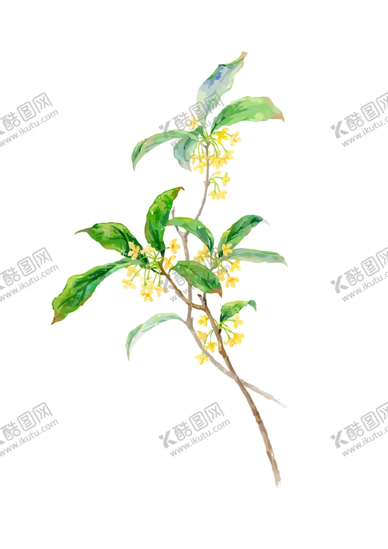 编号：31870911191933934158【酷图网】源文件下载-手绘桂花