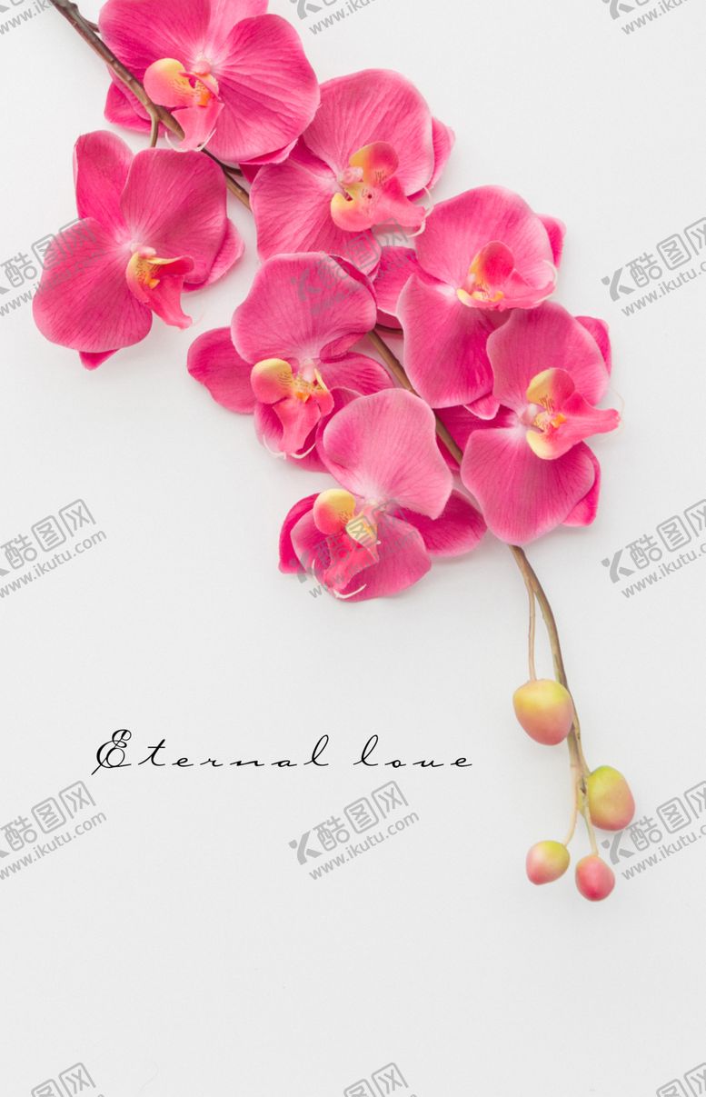 编号：24157909261952353903【酷图网】源文件下载-花卉装饰画