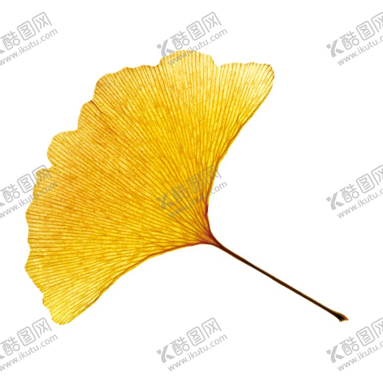 编号：74531310070730024755【酷图网】源文件下载-秋天银杏叶