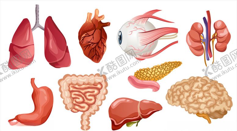 编号：85014609211407322707【酷图网】源文件下载-卡通器官
