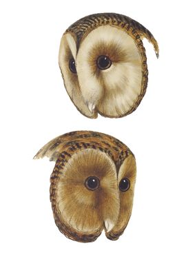 鸟类插画