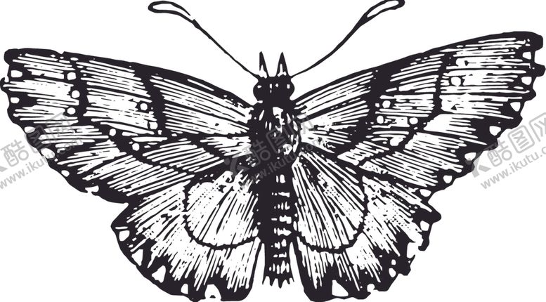 编号：97264107140150465272【酷图网】源文件下载-自然昆虫蝴蝶标本插画