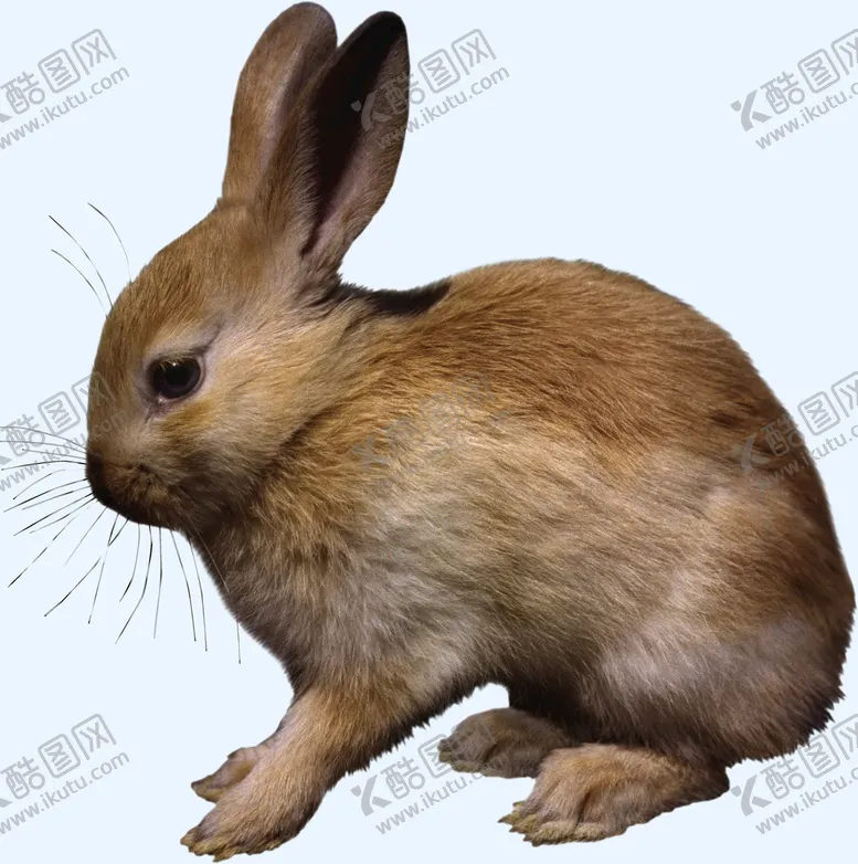 编号：01254610030814038450【酷图网】源文件下载-兔子