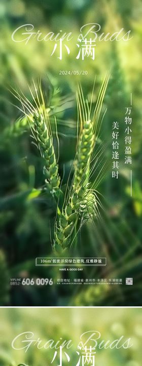 小满节气麦穗海报