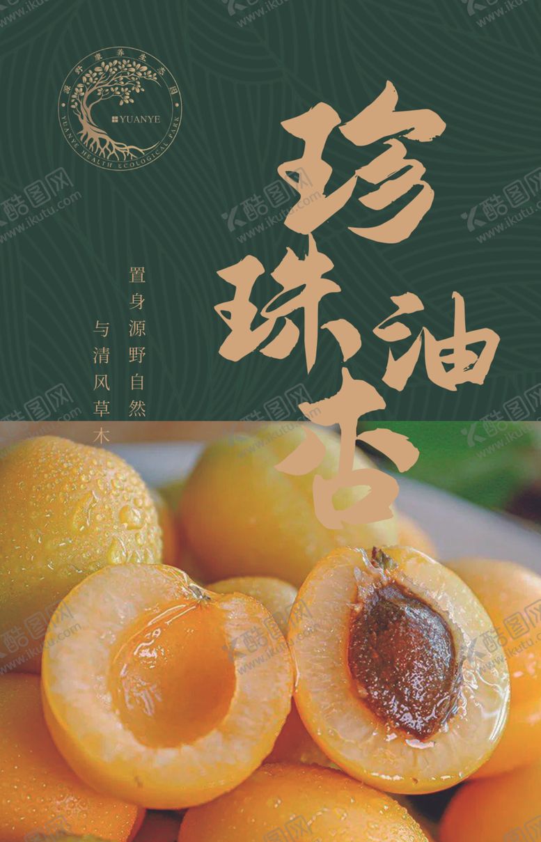 编号：33997102241057253096【酷图网】源文件下载-珍珠油杏